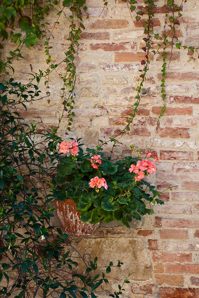 Italy-Tuscany-Montepulciano Geranium growing in a pot against an old brick building art print by Julie Eggers for $57.95 CAD